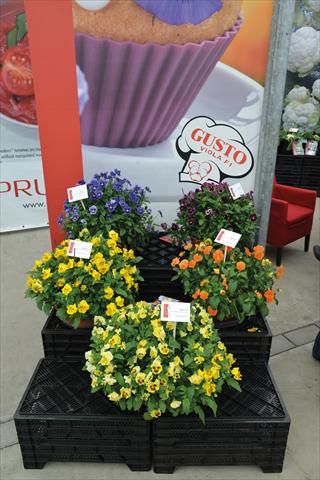 Photo de variété de fleurs à utiliser comme: Plante à massif, pot ou Suspension Viola cornuta Viola Gusto F1 Mix
