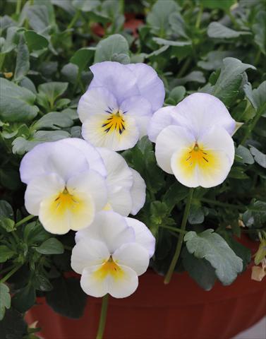 Photo de variété de fleurs à utiliser comme: Plante à massif, pot ou Suspension Viola wittrockiana Cool Wave Bluberry Swirl