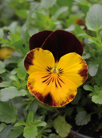 Photo de variété de fleurs à utiliser comme: Plante à massif, pot ou Suspension Viola wittrockiana Cool Wave Red Wing