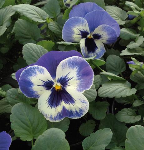 Photo de variété de fleurs à utiliser comme: Plante à massif, pot ou Suspension Viola wittrockiana EarlyFlorian Blu Deft