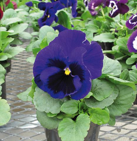 Photo de variété de fleurs à utiliser comme: Plante à massif, pot ou Suspension Viola wittrockiana EarlyFlorian Blu scuro con occhio