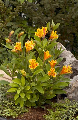 Photo de variété de fleurs à utiliser comme: Plante à massif/ plante de bordure Alstroemeria Inca® Exotica