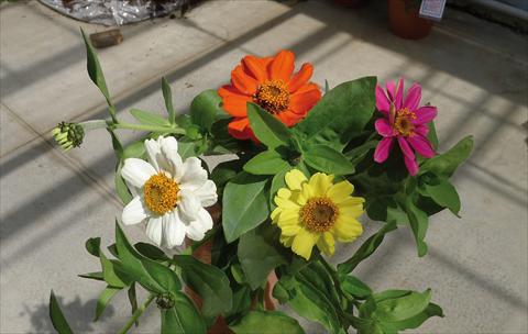 Photo de variété de fleurs à utiliser comme: Pot et Plante à massif Zinnia interspecifica Zahara XL