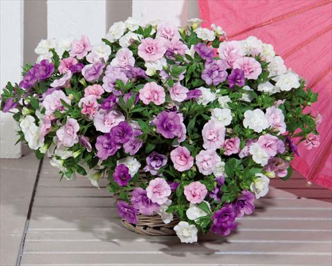 Photo de variété de fleurs à utiliser comme: Suspension / pot 3 Combo Trixi MiniFamous® Double Petticoat