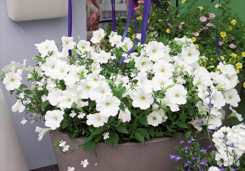 Photo de variété de fleurs à utiliser comme: Suspension / pot 3 Combo Trixi White Pearl