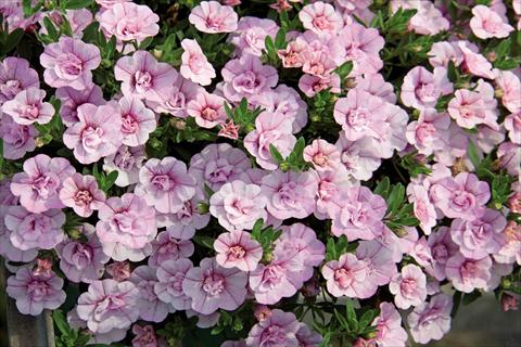 Photo de variété de fleurs à utiliser comme: Suspension / pot Calibrachoa hybrida MiniFamous® Compact Double Pink