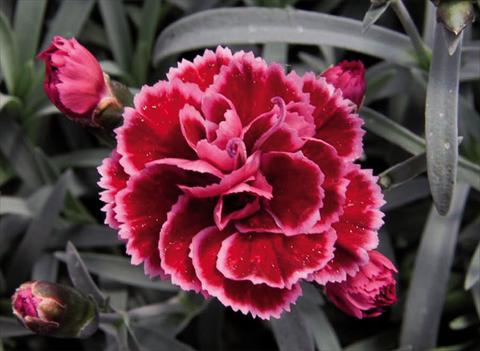 Photo de variété de fleurs à utiliser comme: Pot Dianthus caryophyllus Diantica® Burgundy