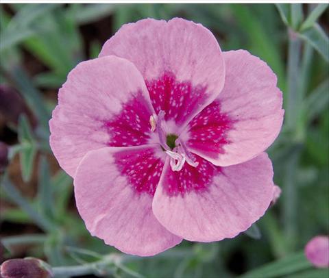 Photo de variété de fleurs à utiliser comme: Pot Dianthus caryophyllus Diantica® Pink Eye