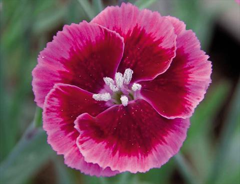 Photo de variété de fleurs à utiliser comme: Pot Dianthus caryophyllus Diantica® Rasberry Cream