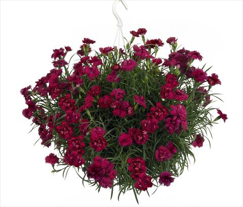 Photo de variété de fleurs à utiliser comme: Suspension / pot Dianthus Fontaine Dark Red