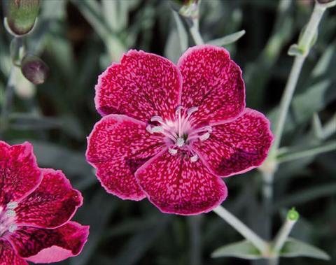 Photo de variété de fleurs à utiliser comme: Pot Dianthus caryophyllus Diantica® Wild Berry
