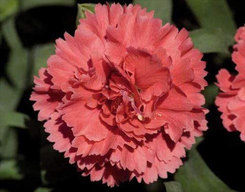 Photo de variété de fleurs à utiliser comme: Pot Dianthus caryophyllus Super Trouper® Diogenes