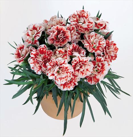 Photo de variété de fleurs à utiliser comme: Pot Dianthus caryophyllus Super Trouper® Sammy