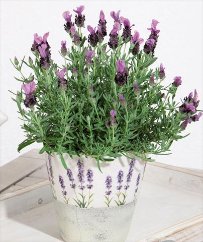 Photo de variété de fleurs à utiliser comme: Pot et Plante à massif Lavandula stoechas LaVela Dark Violet