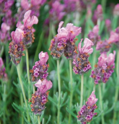 Photo de variété de fleurs à utiliser comme: Pot et Plante à massif Lavandula stoechas LaVela Pink
