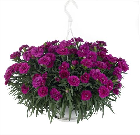 Photo de variété de fleurs à utiliser comme: Suspension / pot Dianthus caryophyllus Fontaine Purple