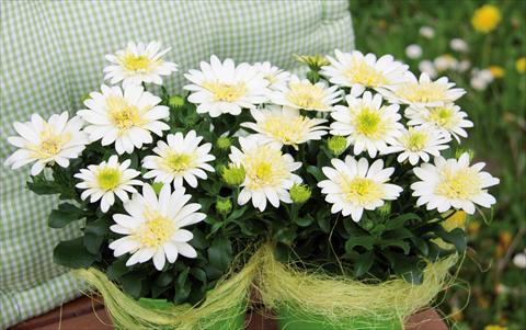 Photo de variété de fleurs à utiliser comme: Pot Osteospermum FlowerPower® 3D LemonIce