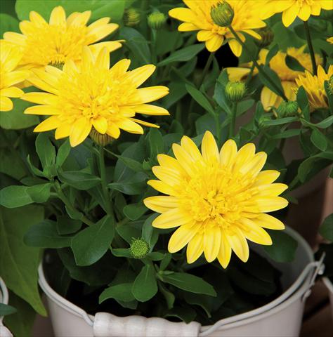 Photo de variété de fleurs à utiliser comme: Pot Osteospermum FlowerPower® 3D Yellow