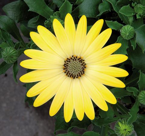 Photo de variété de fleurs à utiliser comme: Pot Osteospermum FlowerPower® Lemon Yellow