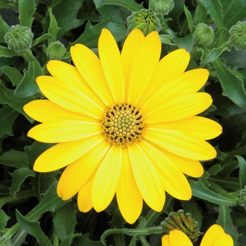 Photo de variété de fleurs à utiliser comme: Pot Osteospermum FlowerPower® Pure Yellow