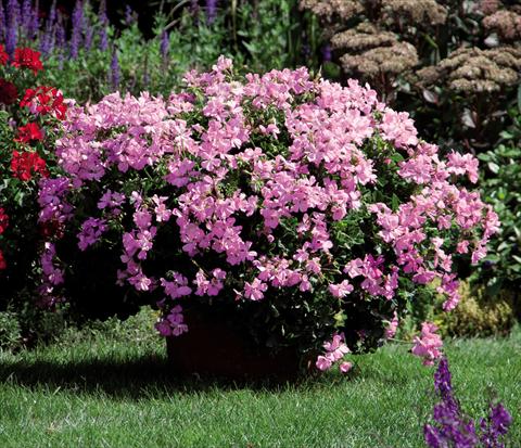 Photo de variété de fleurs à utiliser comme: Pot Pelargonium interspec. Marcada Pink