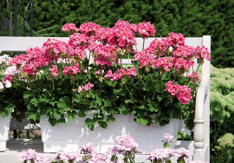 Photo de variété de fleurs à utiliser comme: Pot Pelargonium interspec. Perillo® Pink Bicolour