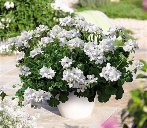 Photo de variété de fleurs à utiliser comme: Pot Pelargonium interspec. Perillo® White Einleitung
