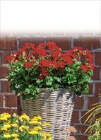 Meilleurs Variétés de fleurs coupées, de jardins et de balconière:  Pelargonium interspec. Marcada Dark Red