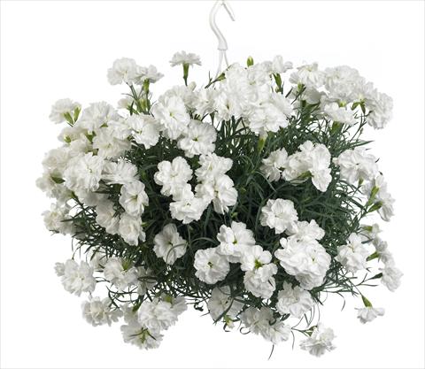 Photo de variété de fleurs à utiliser comme: Suspension / pot Dianthus caryophyllus Fontaine White