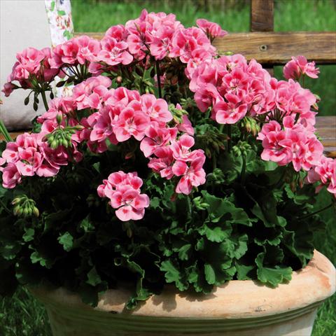 Photo de variété de fleurs à utiliser comme: Pot Pelargonium zonale Sunrise® Graziella
