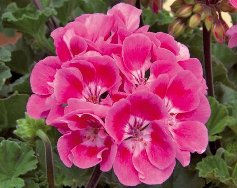 Photo de variété de fleurs à utiliser comme: Pot Pelargonium zonale Moonlight® Vineta