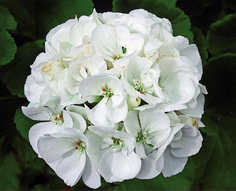 Photo de variété de fleurs à utiliser comme: Pot Pelargonium zonale Sunrise® XL Cassandra