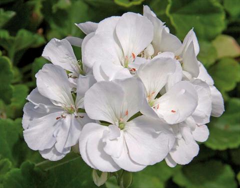 Photo de variété de fleurs à utiliser comme: Pot Pelargonium zonale Sunrise® XL White