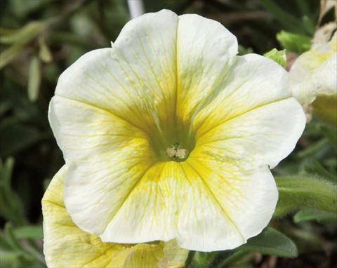 Photo de variété de fleurs à utiliser comme: Suspension / pot Petunia hybrida Bonnie Lemon Yellow