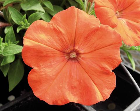 Photo de variété de fleurs à utiliser comme: Suspension / pot Petunia hybrida Bonnie Orange