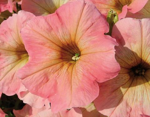 Photo de variété de fleurs à utiliser comme: Suspension / pot Petunia hybrida Bonnie Pink Lemonade