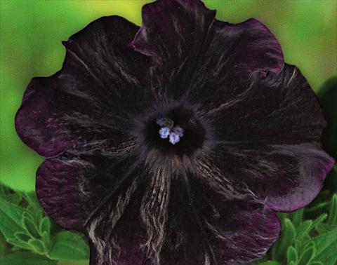 Photo de variété de fleurs à utiliser comme: Suspension / pot Petunia hybrida Bonnie Velvet