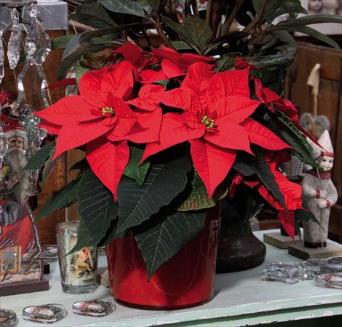Photo de variété de fleurs à utiliser comme: Pot Poinsettia - Euphorbia pulcherrima Christmas Glory