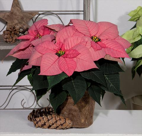 Photo de variété de fleurs à utiliser comme: Pot Poinsettia - Euphorbia pulcherrima Christmas Glory Pink