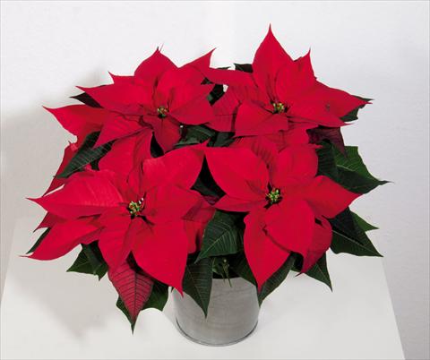 Photo de variété de fleurs à utiliser comme: Pot Poinsettia - Euphorbia pulcherrima Christmas Magic