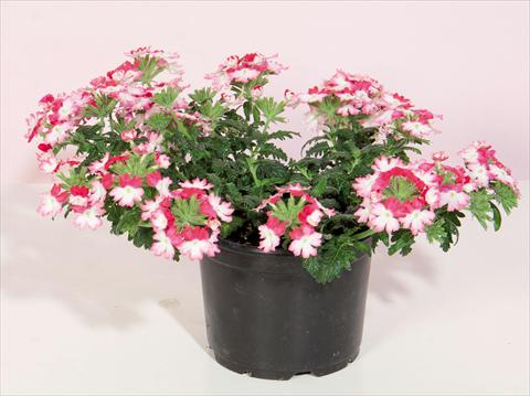 Photo de variété de fleurs à utiliser comme: Pot et Plante à massif Verbena hybrida Bebop® Dark Pink