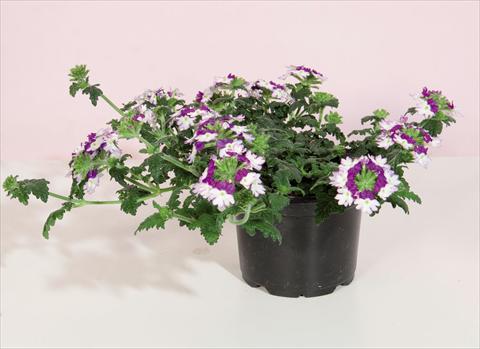 Photo de variété de fleurs à utiliser comme: Pot et Plante à massif Verbena hybrida Bebop® Dark Violet