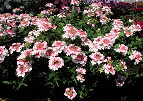 Photo de variété de fleurs à utiliser comme: Pot et Plante à massif Verbena hybrida Bebop® Pink