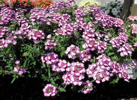 Photo de variété de fleurs à utiliser comme: Pot et Plante à massif Verbena hybrida Bebop® Violet