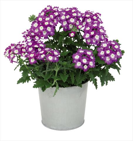 Photo de variété de fleurs à utiliser comme: Pot Verbena hybrida Blues® Dark Violet
