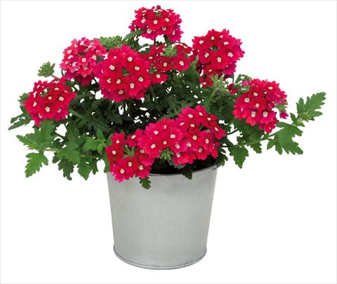 Photo de variété de fleurs à utiliser comme: Pot Verbena hybrida Blues® Magenta