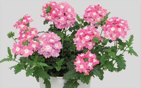 Photo de variété de fleurs à utiliser comme: Pot Verbena hybrida Blues® Pink