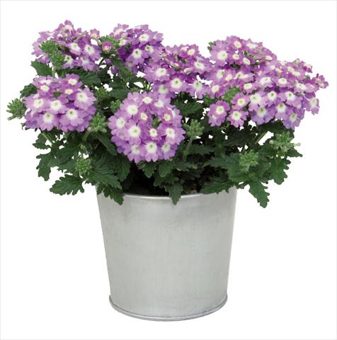 Photo de variété de fleurs à utiliser comme: Pot Verbena hybrida Blues® Sky Blue