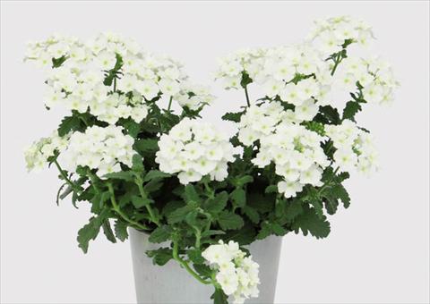 Photo de variété de fleurs à utiliser comme: Pot Verbena hybrida Blues® White