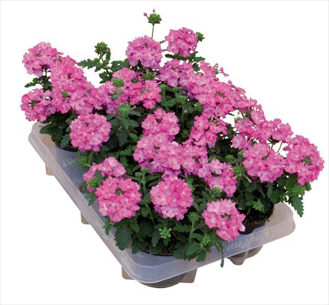 Photo de variété de fleurs à utiliser comme: Pot Verbena hybrida Pop® Dark Pink